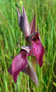 Tongue Orchid - Serapias lingua © John Muddeman